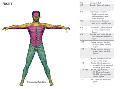 Myotomes Dermatomes Dtr Flashcards Quizlet