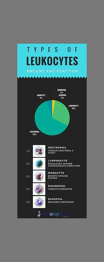 Types of Leukocytes Amount and Function Photograph by FindaTopDoc ...