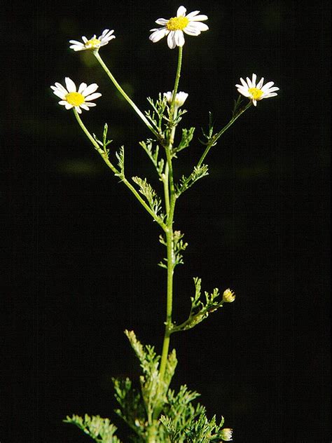 Anthemis Cotula