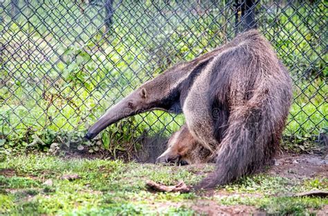 Giant Anteater in a Zoo Habitat Stock Image - Image of closeup, nice ...