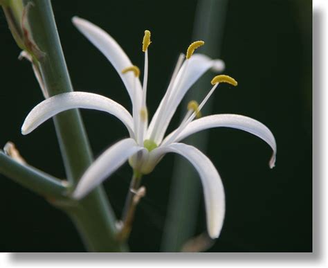 Yosemite Wildflowers Soap Plant Chlorogalum Pomeridianum