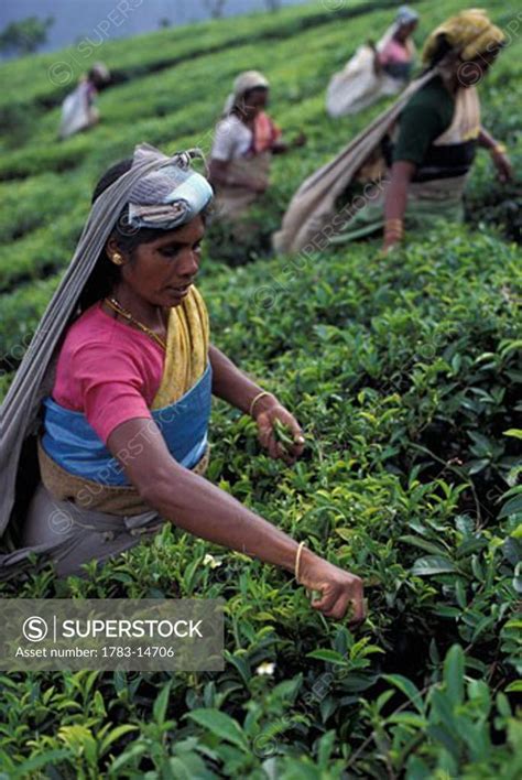 Ooty tea plantation, Tamil Nadu, India. - SuperStock