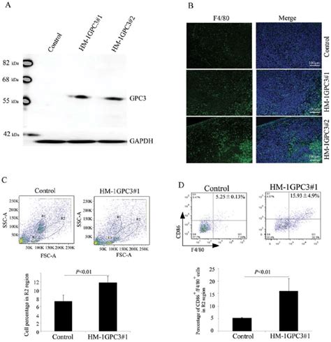 Gpc3 Transgenic Hm 1 Cell Generation And Gpc3 Overexpression Induces M1 Download Scientific