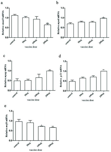 The Expression Of Myostatin Signaling Pathway Downstream And Related