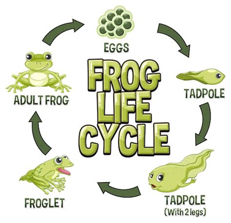 Diagrama Do Ciclo De Vida Do Sapo Vetor Gr Tis