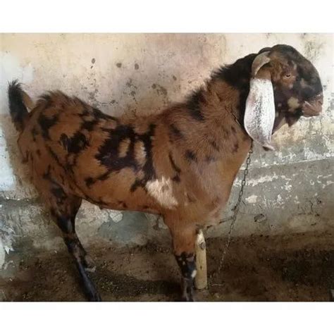 8 Month Brown Sirohi Male Goat Meat Weight 20 30 Kg At 230 Kg In Ajmer