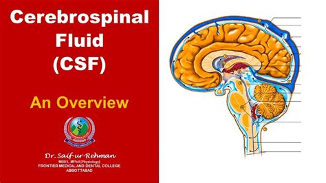 What Is Cerebrospinal Fluid YouTube