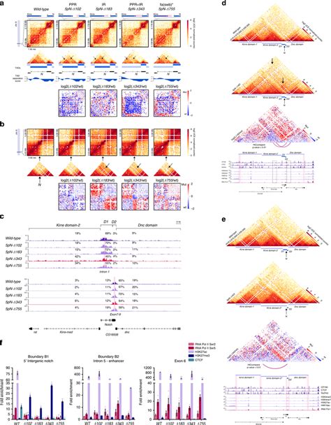 Deletion Of The 5 Intergenic Region Of Notch Results In TAD