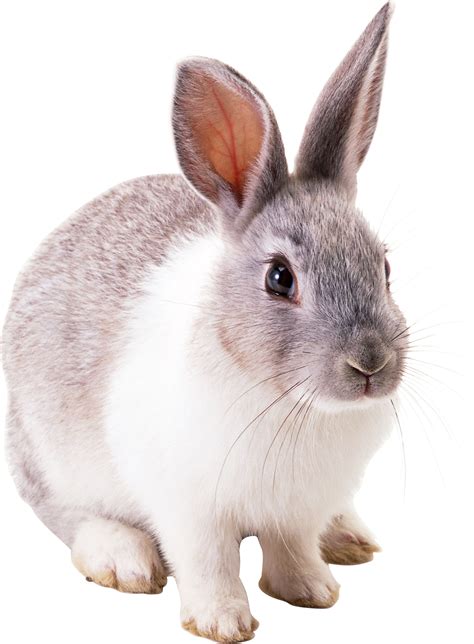 Rabbit Png Image