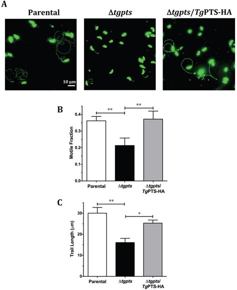 The Tgpts Mutant Displays An Attenuated Gliding Motility A Images