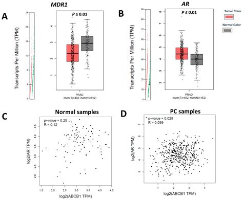 Ijms Free Full Text P Glycoprotein And Androgen Receptor Expression