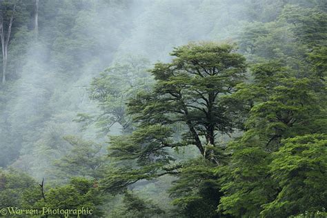 Temperate rainforest photo - WP27732