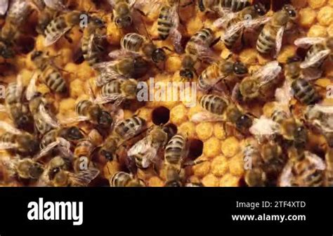 Bee Larvae And Eggs Capped Worker Brood Sealed Brood Reproduction Of Honey Bee A Honey Bee