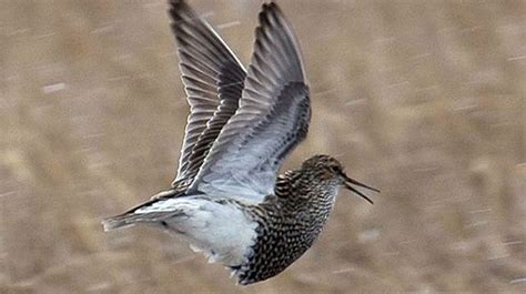 Sex Mad Birds Stay Awake For Weeks On End During Mating Season To Avoid Missing Out To Other