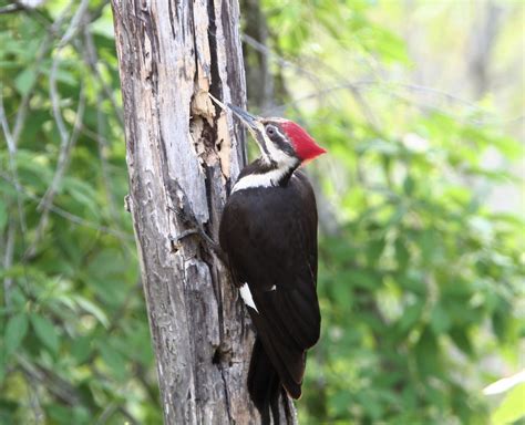 Pileated Woodpecker Free Photo Download | FreeImages