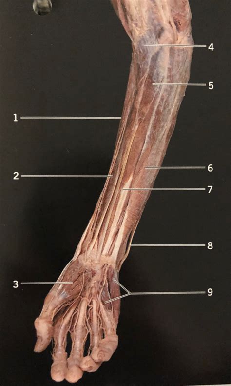 Anterior Superficial Forearm Diagram Quizlet