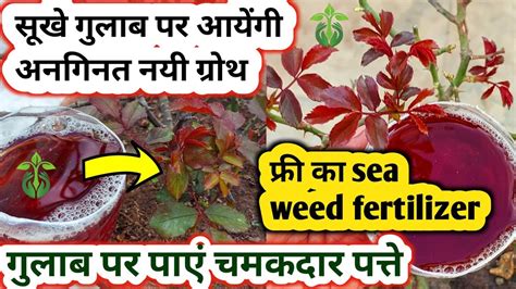 Best Homemade Fertilizer For Rose Plant Rose Plant Growing Tips Rose