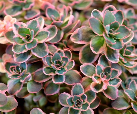 Sedum Savvy: 10 Best Types of Sedum For Sustainable Gardens | Gardening
