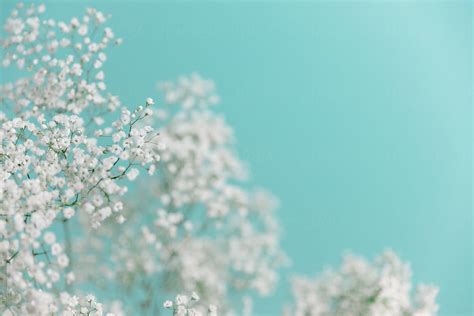 Baby's-Breath, On Blue Background | Stocksy United