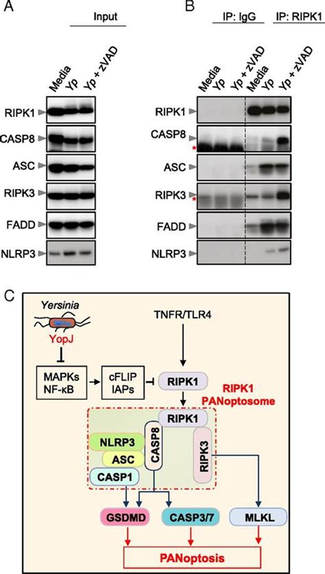 Ripk1 Distinctly Regulates Yersinia Induced Inflammatory Cell Death