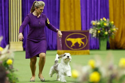 2023 Westminster Dog Show: Dogs Competing in Best in Show Round