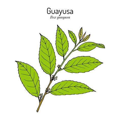 Guayusa Could Be My New Favorite Energy Stimulant Ingredient