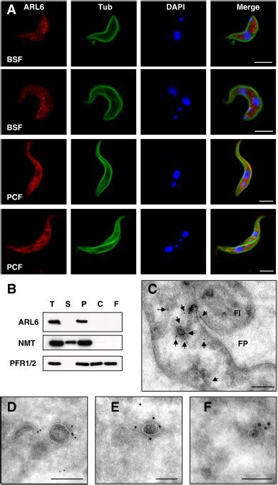 Subcellular Localisation Of T Brucei ARL6 A Immunofluorescence