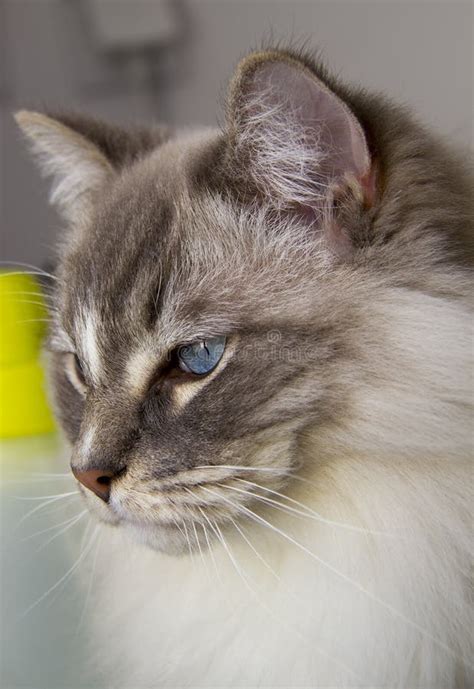 Gato De Ragdoll Close Up Dos Olhos Azuis Foto De Stock Imagem De