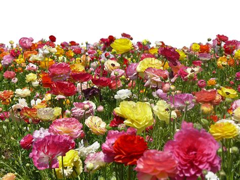 Flower Farm Png File Use Anywhere By Theartist100 On Deviantart