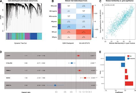 Frontiers Development And Validation Of An IL6 JAK STAT3 Related Gene