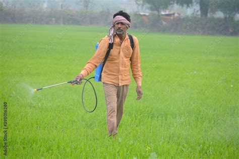 Indian Farmer Spraying Fertilizer In His Wheat Field Stock Photo