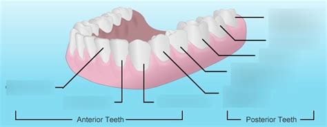 the dentition Diagram | Quizlet