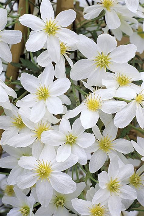 Buy Avalanche Evergreen Clematis Free Shipping Wilson Bros Gardens