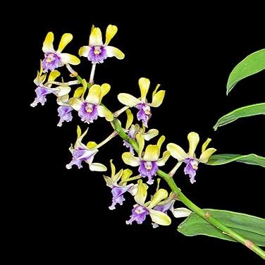 Jual Dendrobium Violaceoflavens Atau Anggrek Besi Papua Kab Malang