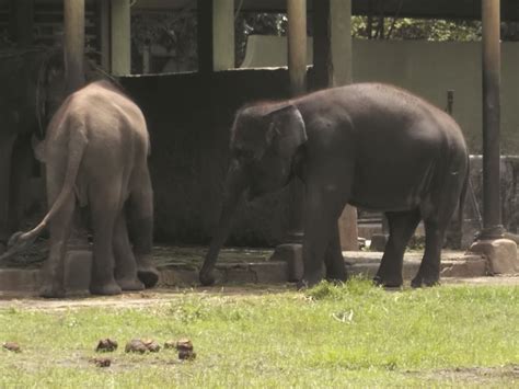 Foto-Foto Gajah di Kebun Binatang Gembiraloka | Fauna Gue