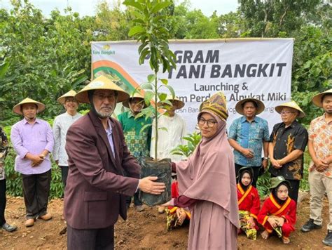 Kolaborasi Lazismu Dan Sd Mbf Budidayakan Alpukat Miki Lazismu