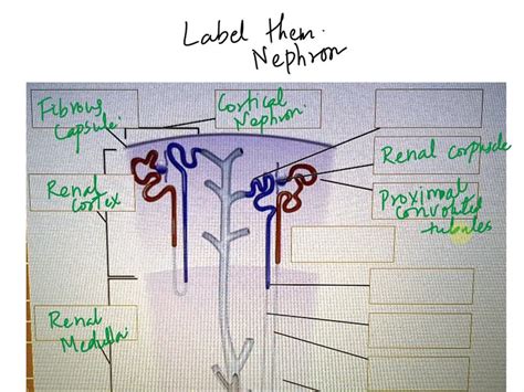 Solved Correct Order Glomerulus Glomerular Capsule Proximal Convoluted Tubules Descending