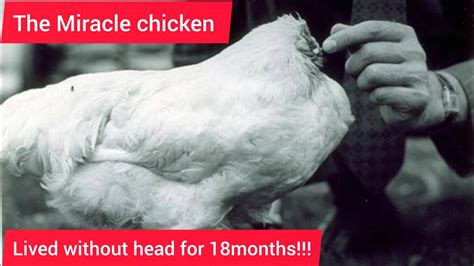 Mike The Headless Chicken Miracle Chicken That Lived For 18 Months