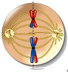 Quia - Meiosis Illustration Identification