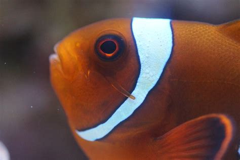 Maroon Clownfish | Reef DVMs