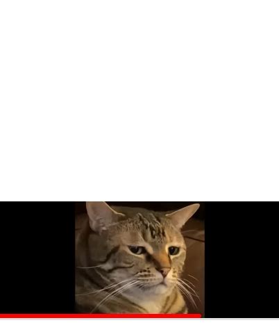 Disgusted cat Blank Template - Imgflip