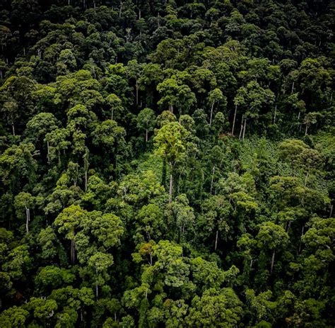 Worlds Tallest Tropical Tree Discovered Along With Nearly 50 Other