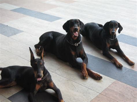 Doberman: Doberman - Guard Dog or Watch Dog?