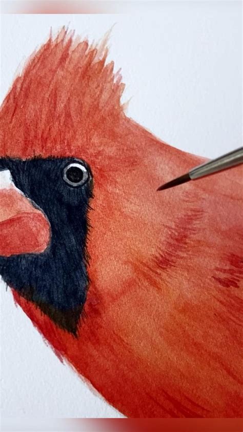 Red Cardinal Watercolor Painting Process | Watercolor bird, Watercolor ...