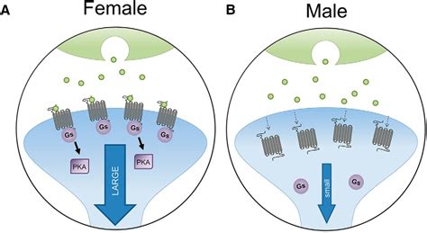 Sex Differences In Risk And Resilience Stress Effects On The Neural