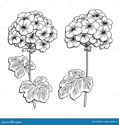 大竺葵花图表黑白色隔绝了剪影例证 向量例证 插画 包括有 叶子 动画片 墨水 现有量 花瓣 乱画 97360873