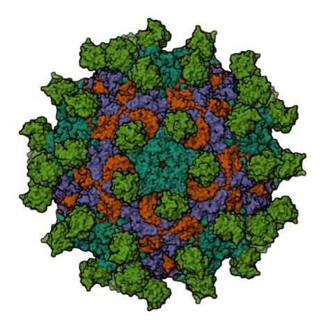 Rcsb Pdb 6adm Anthrax Toxin Receptor 1 Bound Full Particles Of