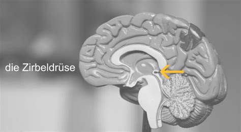 Zirbeldr Se Bedeutung F R Den Schlaf Und Weitere Infos Online