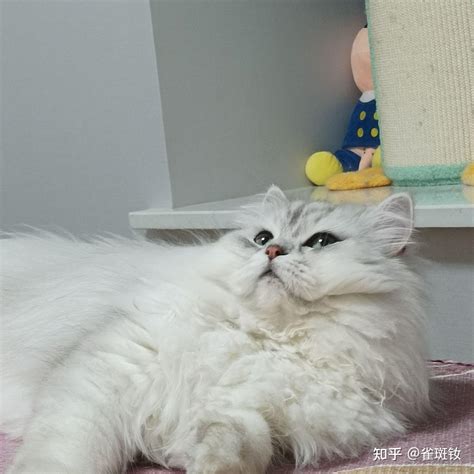 新手养猫指南，这些基本常识一定要记牢 知乎