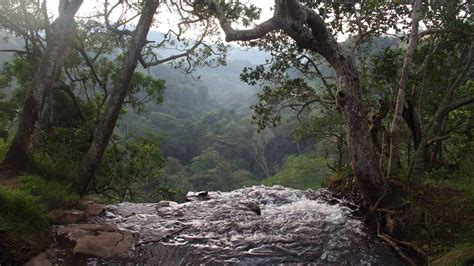 Durban And Surrounds Krantzkloof Nature Reserve Gobirding